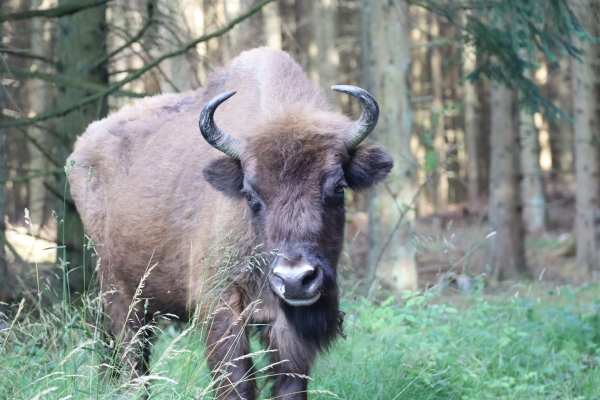 Bison (Wisent) in Almindingen